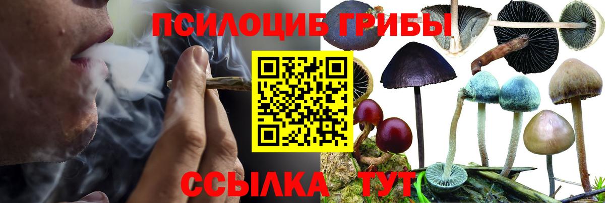 Галлюциногенные грибы Cubensis  Псилоцибиновые грибы прущие грибы  Вход с VPN  Рузаевка 